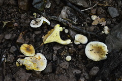 Cantharellus amethysteus