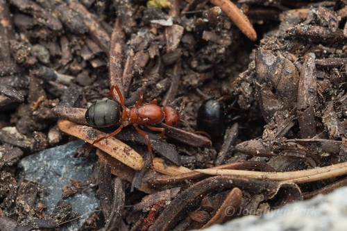 Formica aserva photo 4