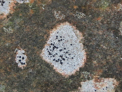 Porpidia macrocarpa