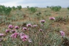 Acanthophyllum pungens