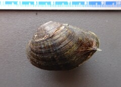 Truncilla donaciformis