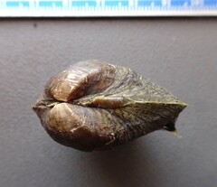 Truncilla donaciformis