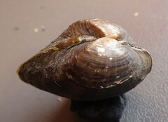 Truncilla donaciformis