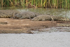 Crocodylus niloticus africanus
