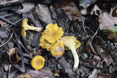 Cantharellus pallens