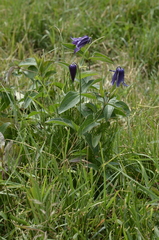 Clematis integrifolia