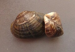 Truncilla donaciformis