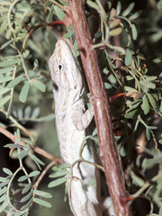 Urosaurus graciosus graciosus