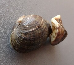 Truncilla donaciformis