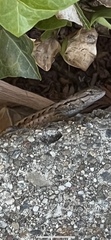 Sceloporus occidentalis