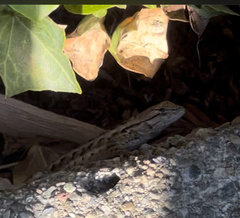 Sceloporus occidentalis