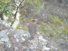 Turdus nigrescens