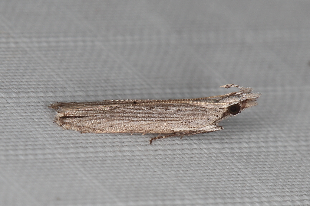 Hypatima melanecta