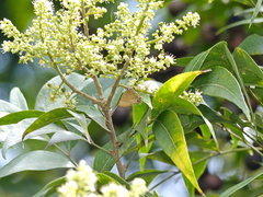 Arzecla tucumanensis