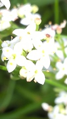 Galium saxatile