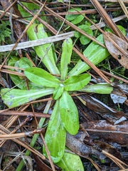 Gamochaeta americana