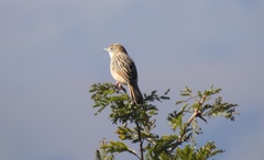 Cisticola