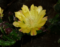Opuntia monacantha