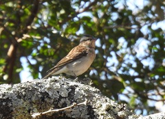 Gymnoris superciliaris