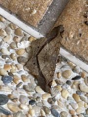 Chiasmia triangulata