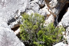 Diospyros glabra