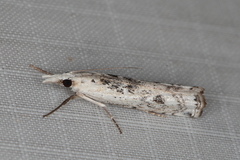 Crambus sparsellus