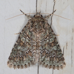 Diphtherocome verbenata