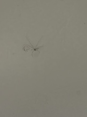 Pholcus phalangioides