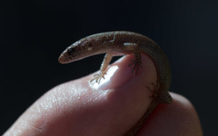 Xantusia vigilis