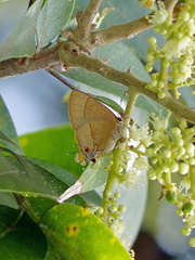 Arzecla tucumanensis