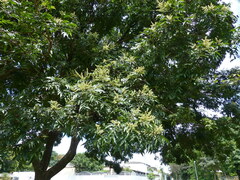 Arzecla tucumanensis