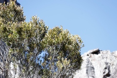 Olea europaea cuspidata