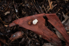 Balsamia