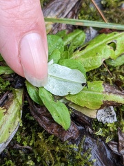 Gamochaeta americana