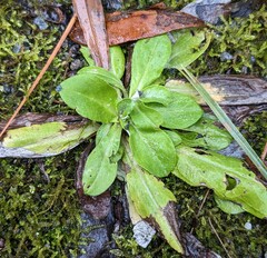 Gamochaeta americana