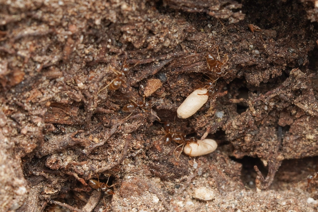 Cryptic Fuzzy Ant