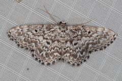 Scopula inscriptata