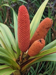 Freycinetia arborea