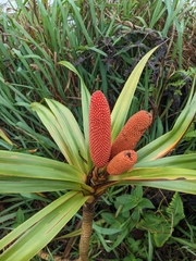Freycinetia arborea