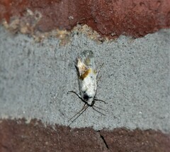 Ponometia candefacta
