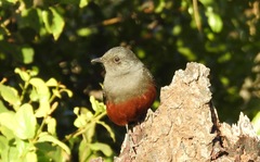 Thamnolaea cinnamomeiventris