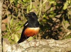 Thamnolaea cinnamomeiventris