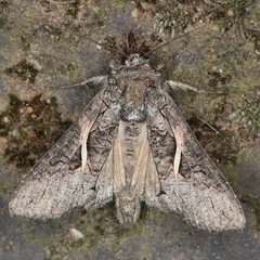 Vittaplusia vittata