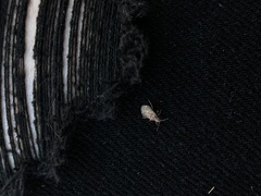 Aufeius impressicollis