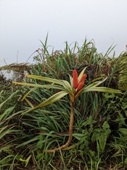 Freycinetia arborea