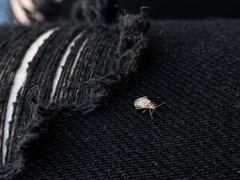 Aufeius impressicollis