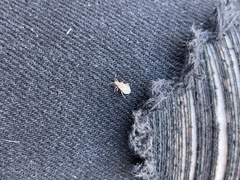 Aufeius impressicollis