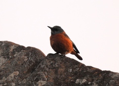 Monticola rupestris