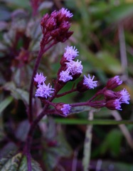 Ageratum conyzoides