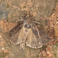 Vittaplusia vittata